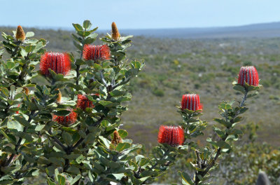 heathland