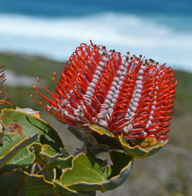 Scarlet Banksia (Banksia coccinea)