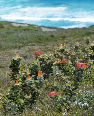 coastal heath