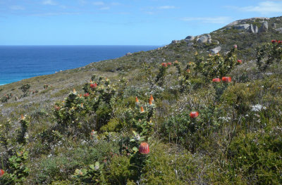 coastal heath