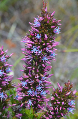Foxtails (Andersonia caerulea)