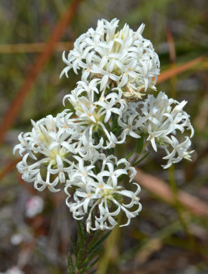 Long-flowered Riceflower (Pimelea longiflora)