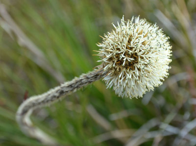 Pineapple Bush (Dasypogon bromeliifolius)