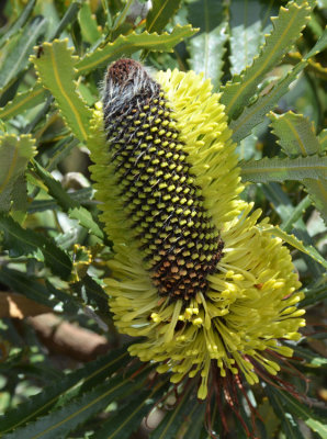 Slender Banksia (Banksia attenuata)