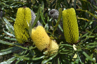 Slender Banksia (Banksia attenuata)