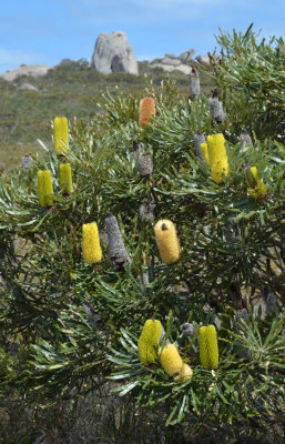 Slender Banksia (Banksia attenuata)