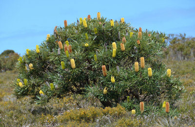 Slender Banksia (Banksia attenuata)