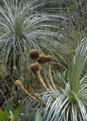Kingia (Kingia australis)