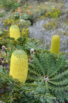 Bull Banksia (Banksia grandis)
