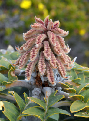 Bull Banksia (Banksia grandis)