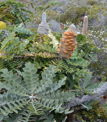 Bull Banksia (Banksia grandis)
