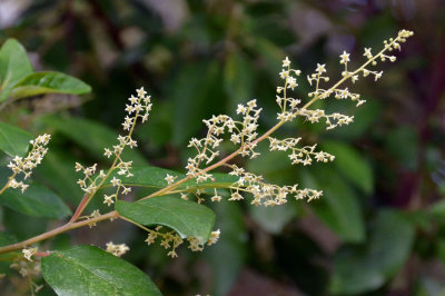 Karri Hazel (Trymalium odoratissimum subsp trifidum)