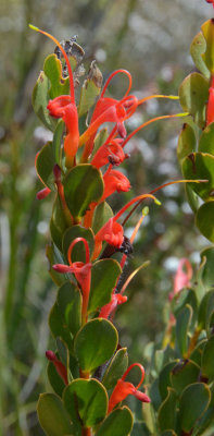 Basket Flower (Adenanthos obovatus)