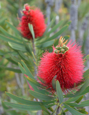 Albany Bottlebrush (Melaleuca glauca)