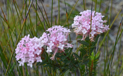Rose Banjine (Pimelea rosea)