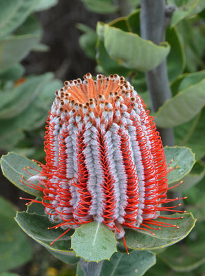 Scarlet Banksia (Banksia coccinea)