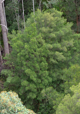 Karri Sheoak (Allocasuarina decussata)