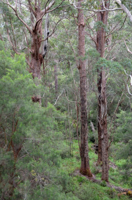 Red Tingle (Eucalyptus jacksonii)