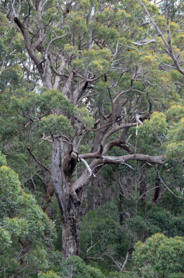 Red Tingle (Eucalyptus jacksonii)