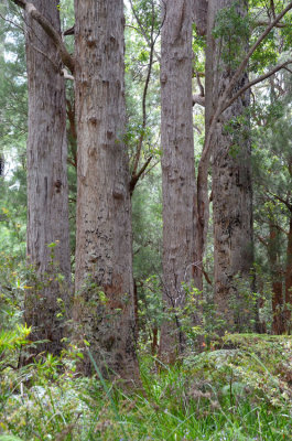 Yellow Tingle (Eucalyptus guilfoylei)