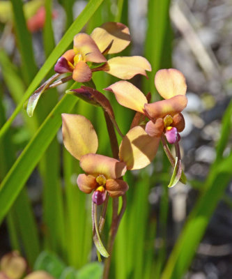 a donkey orchid (Diuris sp)