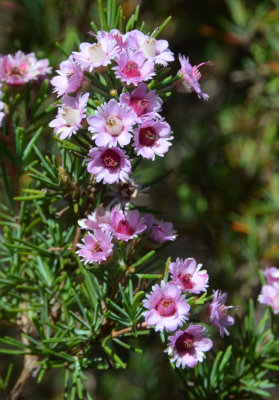 Plumed Featherflower (Verticordia plumosa)