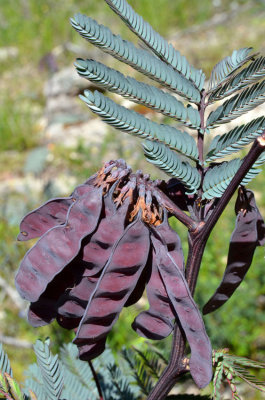 Plume Albizia (Paraserianthes lophantha)