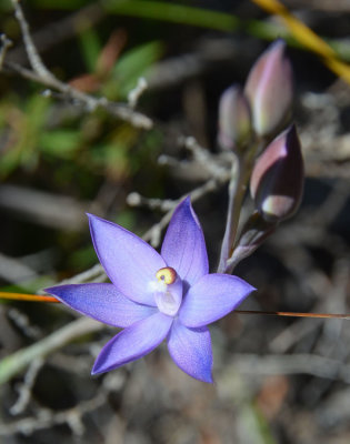 Scented Sun-orchid (Thelymitra macrophylla)