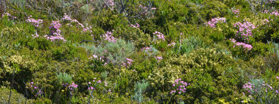 coastal heath