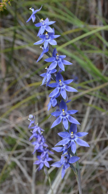 Scented Sun-orchid (Thelymitra macrophylla)
