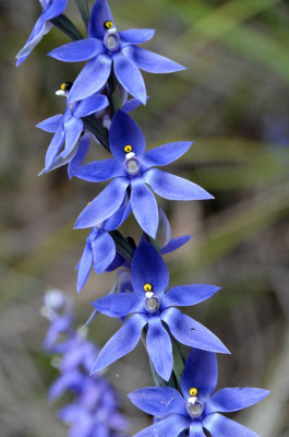 Scented Sun-orchid (Thelymitra macrophylla)