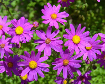 Wild Cinerea (Senecio elegans)