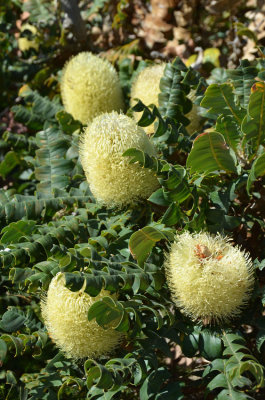 Bull Banksia (Banksia grandis)