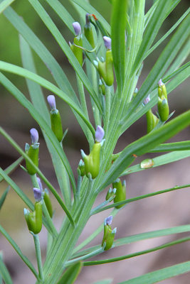 Emu Berry (Podocarpus drouynianus)