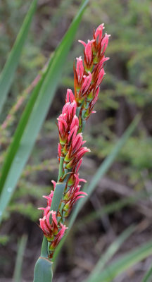 Anarthia scabra