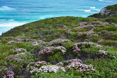 coastal heath