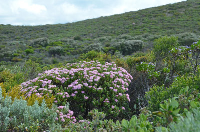 coastal heath