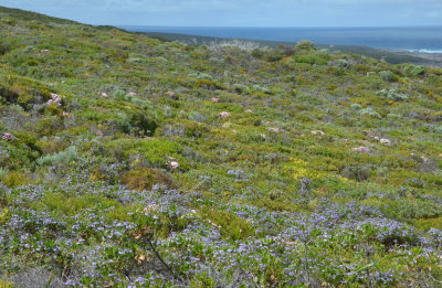 coastal heath