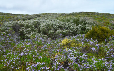 coastal heath