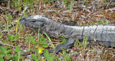 Heath Monitor (Varanus rosenbergi)