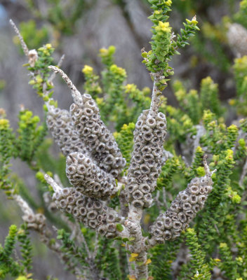 Chenille Honeymyrtle (Melaleuca huegelii subsp huegelii)