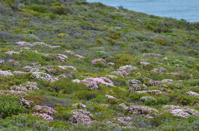 coastal heath