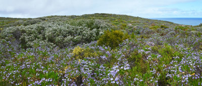 coastal heath pano