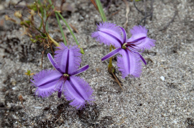 Sand-dune Fringe-lily (Thysanotus arenarius)