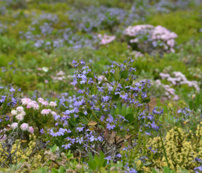 coastal heath