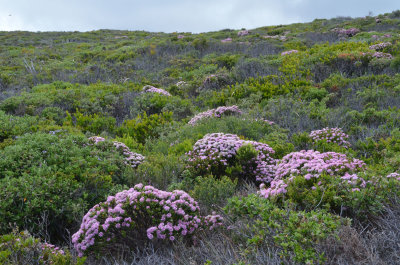 coastal heath