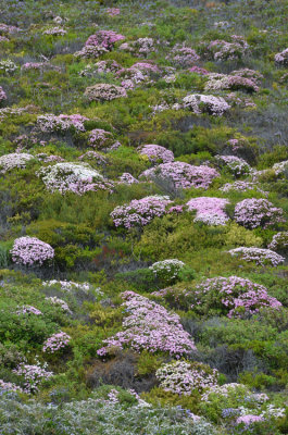 coastal heath