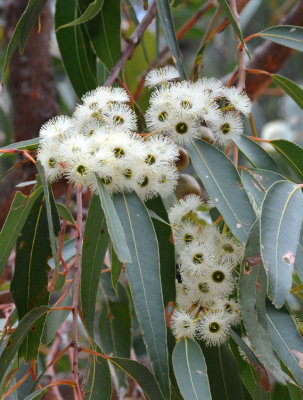 Jarrah (Eucalyptus marginata)