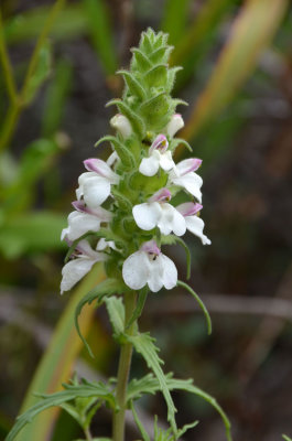 White Bartsia (Bellardia trixago)