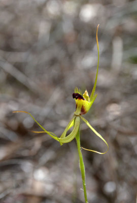 a spider orchid (Caladenia sp)
